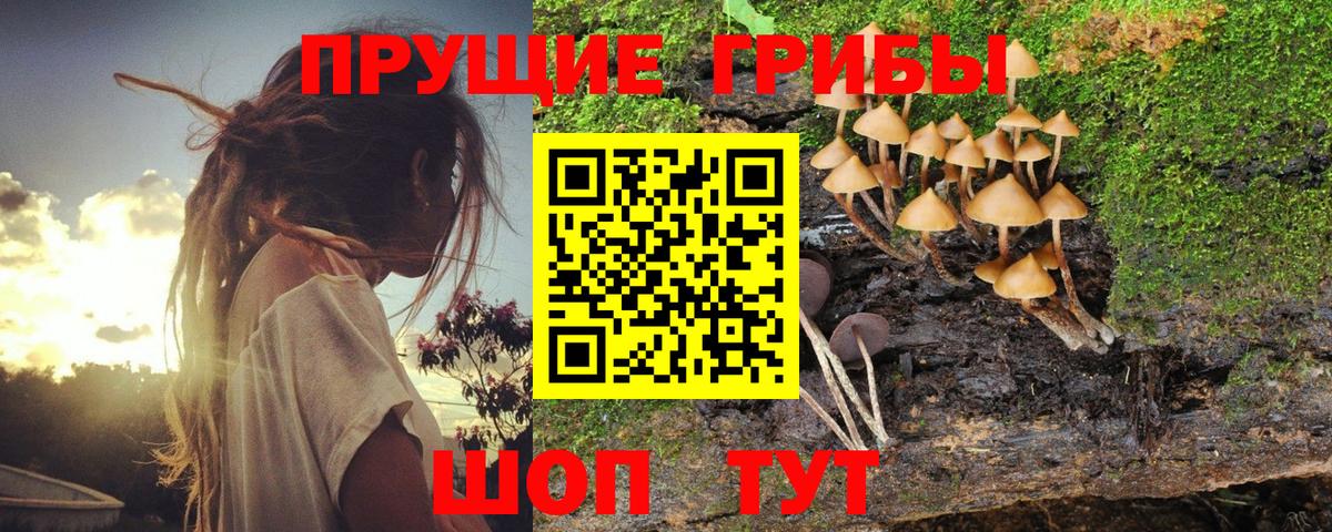 Галлюциногенные грибы Psilocybe Россия
